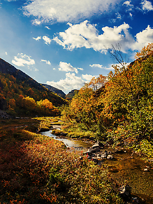포토 JPG 해외이미지 주간 나무 공원 캐나다 사람없음 야외 흐름 개울 급류 숲 해외포토 자연요소 식물 공공시설 컨셉 북아메리카 강 파일형식 이미지허브