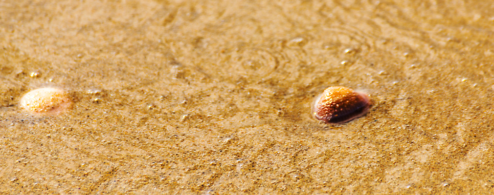 포토 JPG 해외이미지 디자인 모래 파도 바다 섬 여행 백그라운드 패턴 휴가 조개 휴식 풍경 해변 사람없음 야외 물 여름 파란색 햇빛 태양 뷰티 맑음 거품 껍질 전원 황금 소라 휴양지 질감 내추럴 이국적 특별함 파라다이스 카피스페이스 해외포토 자연요소 계절 컬러 컨셉 무늬 날씨 어패류 공백 장소 전기에너지 파일형식 이미지허브