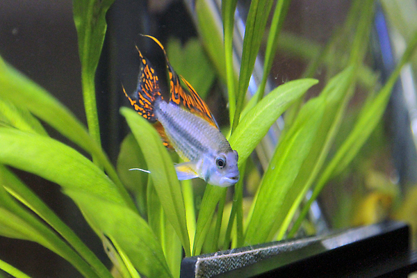 포토 JPG 해외이미지 동물 여자 남자 야생동물 클리핑패스 백그라운드 모션 자연 어류 사람없음 빨간색 초록색 물 빛 반려동물 노란색 수영 줄무늬 흰색 신선 입 꼬리 지느러미 수족관 난쟁이 고립 해외포토 자연요소 컬러 무늬 사람 신체부위 수중동물 수상스포츠 생태계 파일형식 이미지허브