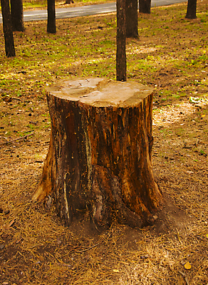 포토 JPG 해외이미지 주간 나무 공원 사람없음 야외 숲 나무밑둥 해외포토 자연요소 식물 공공시설 파일형식 이미지허브