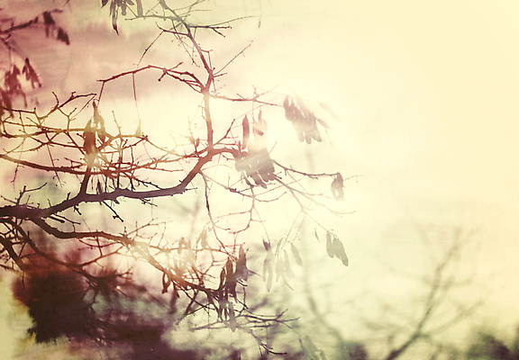 포토 JPG 해외이미지 나무 식물 디자인 계절 공원 종이 여행 백그라운드 일러스트 자연 하늘 추상 창조 미술 사람없음 그래픽 컬러풀 어둠 일몰 페인트 봄 수확 나뭇가지 야간 저녁 숲 그늘 질감 복고 벌거벗은 생태학 옛날 노화 해외일러스트 자연요소 공공시설 교육 컬러 컨셉 무늬 농업 문화예술 노을 생태계 파일형식 이미지허브