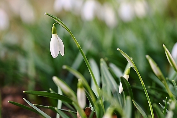 포토 JPG 해외이미지 꽃잎 꽃 잎 사람없음 아웃포커스 개화 스노드롭 해외포토 식물 촬영기법 파일형식 이미지허브