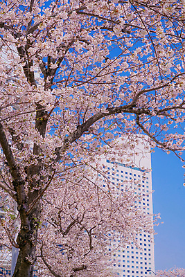 포토 JPG 해외이미지 주간 봄꽃 사람없음 야외 일본 봄 벚꽃 벚나무 해외포토 자연요소 나무 계절 꽃 아시아 파일형식 이미지허브
