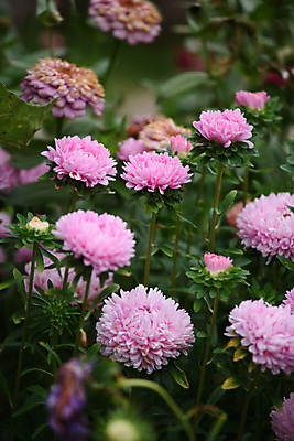 포토 JPG 해외이미지 모양 식물 계절 꽃잎 꽃 줄기 분홍색 잎 꽃무늬 오렌지 자연 국화 사람없음 빨간색 초록색 컬러풀 노란색 환경 정원 보라색 벚꽃 가을 침대 개화 달리아 원예 데이지 아로마 진홍색 시들음 녹색배경 작약 해외포토 컬러 가구 백그라운드 무늬 과일 취미 생태계 파일형식 이미지허브