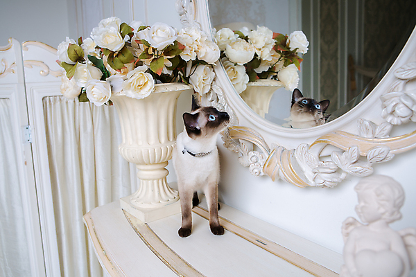 포토 JPG 해외이미지 동물 여자 행복 유럽 백그라운드 목걸이 태국 주택 털 앉기 사람없음 내부 장식 반려동물 뷰티 유행 고양이 방 프랑스 수확 흰색 우아함 보석 구슬 목 동물상 사파이어 해외포토 감정 나라 아시아 컬러 컨셉 농업 장신구 포유류 모션 사람 건물 신체부위 조형물 광석 파일형식 이미지허브