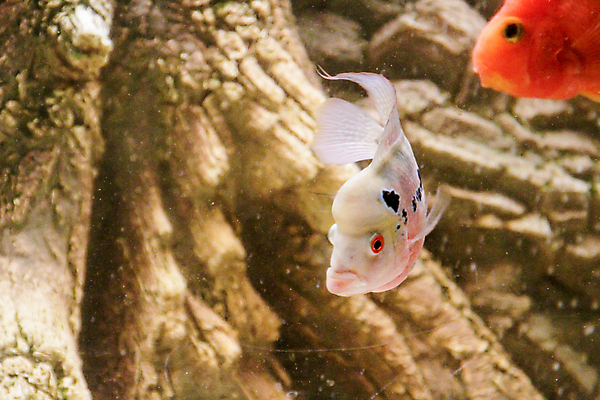 포토 JPG 해외이미지 동물 남자 꽃 얼굴 야생동물 백그라운드 자연 뿔 어류 사람없음 빨간색 초록색 물 파란색 반려동물 컬러풀 머리 수중 수영 지느러미 수족관 혹 내추럴 고립 기르기 민물 해외포토 자연요소 식물 컬러 사람 신체부위 수중동물 수상스포츠 생태계 돌봄 파일형식 이미지허브