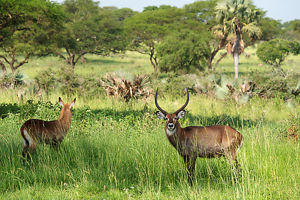 포토 JPG 해외이미지 동물 야생동물 여행 포유류 아프리카 자연 파노라마 국립공원 사람없음 야외 관광지 환경 황무지 사파리 생태계 영양 서식지 내추럴 동물상 우간다 해외포토 공원 나라 촬영기법 조형물 파일형식 이미지허브