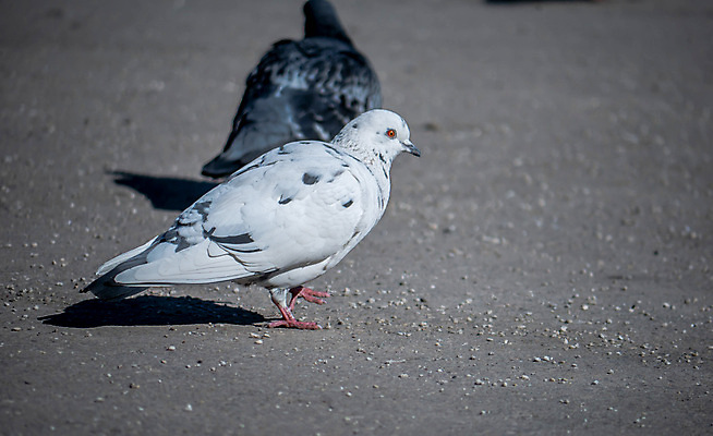 포토 JPG 해외이미지 동물 공원 호수 야생동물 음식 백그라운드 농업 날개 자연 조류 오리 서기 사람없음 장식 물 여름 뷰티 농장 평화 산책 흰색 얼룩 우아함 아스팔트 순수 깃털 비둘기 부리 장면 고립 단아함 무료 우크라이나 해외포토 자연요소 계절 공공시설 유럽 산업 도로 컬러 컨셉 모션 휴식 생태계 파일형식 이미지허브