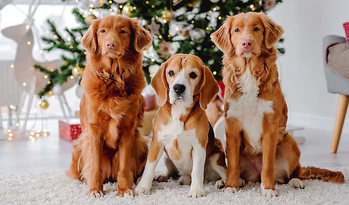 포토 JPG 해외이미지 크리스마스 겨울 사람없음 장식 카펫 추위 리트리버 강아지 보케 비글 해외포토 계절 기념일 반려동물 개 파일형식 이미지허브