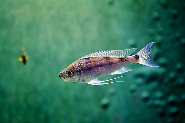 포토 JPG 해외이미지 동물 야생동물 백그라운드 모션 자연 동물원 어류 사람없음 장식 초록색 물 파란색 빛 반려동물 컬러풀 노란색 수중 수영 줄무늬 흰색 신선 황금 닫기 은색 작음 어항 꼬리 탱크 네온 다이아몬드 지느러미 수족관 동물상 민물 수경재배 이국적 카피스페이스 해외포토 자연요소 컬러 무늬 조형물 수중동물 공백 수상스포츠 크기 보석 생태계 파일형식 이미지허브