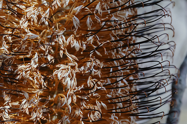 포토 JPG 해외이미지 나무 식물 꽃잎 꽃 자연 불 산 종류 씨앗 풍경 사람없음 야외 목재 초록색 갈색 환경 계곡 사진촬영 하이킹 성장 나뭇가지 호주 숲 땅 침엽수 원뿔 해외포토 자연요소 도형 컬러 재료 레저 촬영 오세아니아 생태계 파일형식 이미지허브