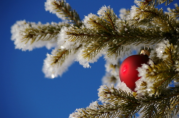 포토 JPG 해외이미지 나무 식물 1 전통 계절 백그라운드 크리스마스 겨울 공 자연 휴가 기념 사람없음 야외 장식 빨간색 크리스마스트리 평화 축제 장식볼 추위 흰색 나뭇가지 소나무 원형 눈송이 고독 12월 묘사 싱글 침엽수 전나무 강렬 노엘 눈내림 해외포토 도형 기념일 감정 컬러 컨셉 눈_날씨 날짜 생태계 파일형식 이미지허브