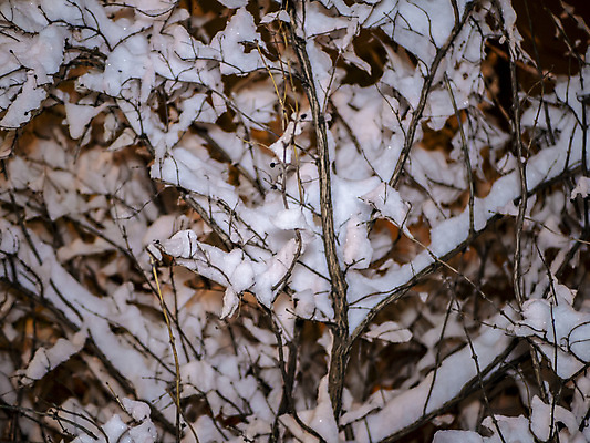 포토 JPG 해외이미지 나무 식물 계절 여행 백그라운드 겨울 자국 자연 하늘 동화 날씨 추상 풍경 사람없음 야외 장식 파란색 햇빛 평화 맑음 냉동 얼음 침묵 산책 추위 덮개 흰색 나뭇가지 숲 12월 크리스탈 서리 내추럴 폭설 눈내림 겨울풍경 해외포토 자연요소 컬러 컨셉 무늬 휴식 눈_날씨 태양 소리 뚜껑 날짜 광석 자연재해 생태계 파일형식 이미지허브