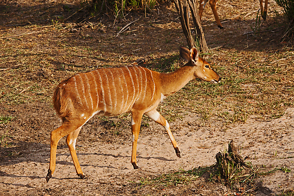 포토 JPG 해외이미지 동물 공원 여자 야생동물 여행 백그라운드 포유류 아프리카 자연 초식동물 뿔 사람없음 야외 갈색 달러 줄무늬 황무지 보호 숲 사파리 영양 내추럴 나미비아 남아프리카 해외포토 공공시설 나라 컬러 컨셉 돈 무늬 사람 생태계 파일형식 이미지허브