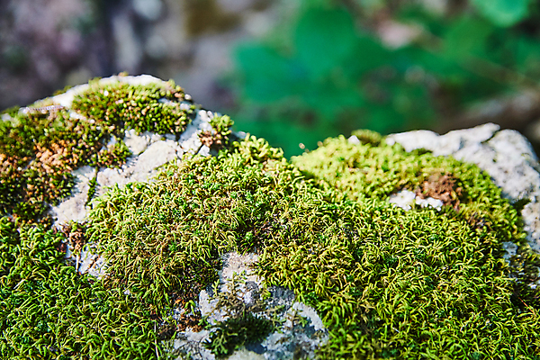 포토 JPG 해외이미지 나무 식물 계절 공원 꽃 잎 꽃무늬 밭 사람없음 야외 환경 정원 봄 성장 벚꽃 숲 허브 질감 내추럴 캐모마일 해외포토 공공시설 무늬 농업 파일형식 이미지허브