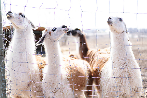 포토 JPG 해외이미지 동물 얼굴 농업 포유류 포옹 자연 털 사람없음 야외 반려동물 농장 가축 시골 그룹 모피 즐거움 부드러움 솜털 양고기 양모 라마 밭일 알파카 해외포토 감정 산업 안기 육류 신체부위 직물 감각 생태계 파일형식 이미지허브