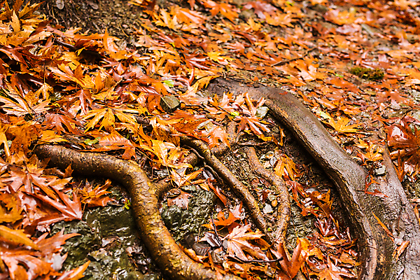 포토 JPG 해외이미지 주간 유럽 단풍 낙엽 사람없음 야외 나무뿌리 해외포토 자연요소 나라 잎 뿌리 파일형식 이미지허브