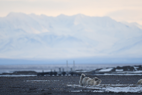 포토 JPG 해외이미지 동물 남자 야생동물 바다 겨울 곰 포유류 자연 털 사람없음 물 태양 걷기 마을 환경 얼음 미국 산책 추위 흰색 변화 북극 뿌리기 육식동물 북쪽 지구온난화 멸종 알래스카 석호 기후변화 포식 생존 해외포토 자연요소 계절 컬러 컨셉 북아메리카 모션 날씨 휴식 사람 극지방 방향 생태계 파일형식 이미지허브