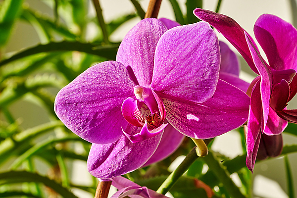 포토 JPG 해외이미지 식물 디자인 꽃잎 꽃 백그라운드 컨셉 꽃무늬 자연 벽지 추상 친절 사람없음 장식 빨간색 여름 빛 컬러풀 뷰티 정원 봄 낭만 벚꽃 신선 개화 난초 우아함 묘사 부드러움 내추럴 효과 해외포토 계절 컬러 무늬 감각 생태계 파일형식 이미지허브