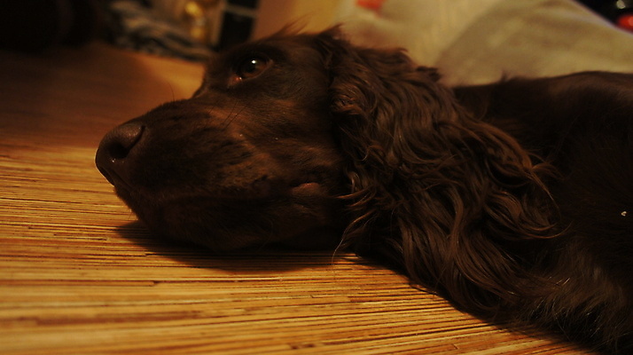 포토 JPG 해외이미지 동물 사람없음 반려동물 갈색 머리 스패니얼 플랫 개 귀 거짓말 기르기 해외포토 컬러 포유류 신체부위 돌봄 파일형식 이미지허브