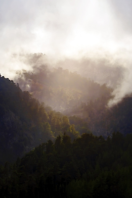 포토 JPG 해외이미지 나무 계절 감정 실루엣 여행 백그라운드 컨셉 겨울 자연 하늘 아침 날씨 산 사람없음 야외 목재 초록색 파란색 빛 컬러풀 햇빛 환경 계곡 침묵 하이킹 추위 수확 안개 흰색 메시지 숲 언덕 명상 칠면조 내추럴 뿌연 삼림지대 해외포토 주간 식물 컬러 농업 재료 조류 레저 촬영기법 태양 소리 생태계 파일형식 이미지허브