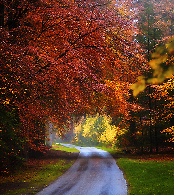 포토 JPG 해외이미지 길 여행 단풍나무 사람없음 햇빛 소프트포커스 숲 네덜란드 해외포토 나무 유럽 단풍 촬영기법 태양 파일형식 이미지허브