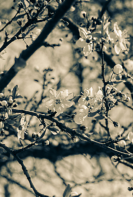 포토 JPG 해외이미지 나무 식물 디자인 계절 공원 꽃잎 꽃 백그라운드 꽃무늬 과일 자연 동양인 사람없음 야외 햇빛 뷰티 정원 일본 중국 봄 수확 벚꽃 흰색 나뭇가지 신선 개화 체리 4월 5월 다발 원예 복고 아로마 내추럴 해외포토 공공시설 아시아 컬러 무늬 농업 인종 취미 태양 날짜 생태계 파일형식 이미지허브