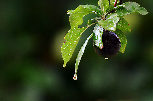포토 JPG 해외이미지 열매 음식 잎 2 과일 디저트 건강 사람없음 빨간색 파란색 보라색 가을 흰색 물방울 신선 그룹 달콤 빗방울 오브젝트 유기농 날것 자두 고립 바이오 숙성 채식주의자 맛있는 해외포토 식물 웰빙 계절 컬러 비_날씨 맛 채식 파일형식 이미지허브
