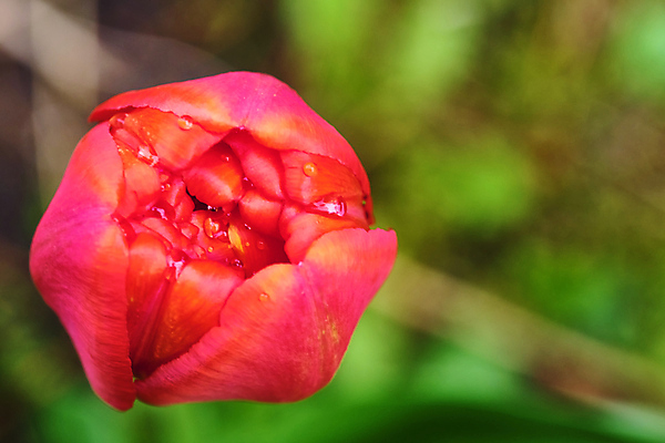 포토 JPG 해외이미지 식물 디자인 꽃잎 꽃 줄기 분홍색 꽃다발 백그라운드 잎 꽃무늬 밭 자연 휴가 선물 사랑 사람없음 빨간색 초록색 세트 컬러풀 태양 뷰티 정원 보라색 봄 활발 낭만 튤립 성장 벚꽃 흰색 신선 개화 닫기 5월 다발 내추럴 고립 해외포토 자연요소 계절 감정 컬러 컨셉 무늬 농업 모션 날짜 생태계 파일형식 이미지허브