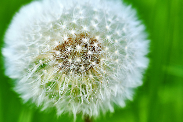 포토 JPG 해외이미지 식물 계절 꽃 실루엣 백그라운드 꽃무늬 패턴 곡선 자연 하늘 추상 씨앗 사람없음 세로 파란색 빛 뷰티 갈색 머리 정원 침묵 거품 흰색 물방울 닫기 소프트포커스 민들레 묘사 질감 부드러움 솜털 블러 몽환 많음 해외포토 선 컬러 컨셉 무늬 모션 촬영기법 신체부위 소리 감각 생태계 파일형식 이미지허브