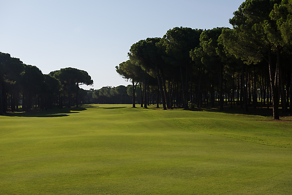 포토 JPG 해외이미지 주간 나무 골프 골프장 필드 하늘 사람없음 야외 해외포토 자연요소 식물 스포츠시설 구기 파일형식 이미지허브