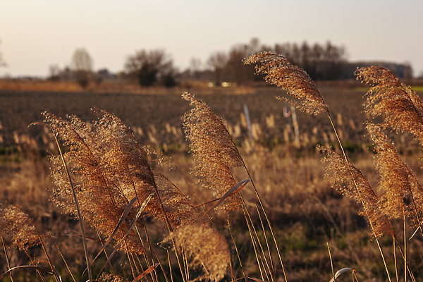포토 JPG 해외이미지 주간 밭 갈대 풍경 사람없음 야외 아웃포커스 가을 해외포토 자연요소 식물 계절 농업 촬영기법 파일형식 이미지허브