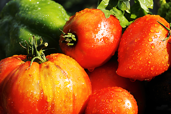 포토 JPG 해외이미지 계절 농업 토마토 채소 재료 탁자 감자 사람없음 빨간색 여름 바구니 정원 젖음 모임 변화 시장 선택 상추 다발 유기농 원예 날것 후추 모음 비타민 바질 내추럴 섞기 주키니호박 채식주의자 비건 해외포토 웰빙 산업 컬러 가구 컨셉 취미 향신료 채식 영양소 파일형식 이미지허브