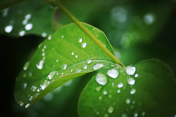포토 JPG 해외이미지 나무 식물 디자인 계절 백그라운드 컨셉 잎 자연 추상 건강 사람없음 초록색 물 빛 반사 평화 환경 정원 화목 봄 활발 젖음 성장 흰색 물방울 신선 떨어짐 숲 이슬 순수 질감 서식 시트 내추럴 고립 이국적 해외포토 자연요소 컬러 무늬 생태계 파일형식 이미지허브