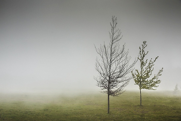 포토 JPG 해외이미지 나무 공원 여행 컨셉 단풍 밭 자연 하늘 휴가 풍경 초원 사람없음 야외 초록색 여름 환경 봄 자유 안개 시골 고독 숲 신비 마법 멸종 발견 뿌연 혼자 카피스페이스 미니멀리스트 해외포토 식물 계절 공공시설 감정 컬러 잎 농업 날씨 공백 생태계 파일형식 이미지허브