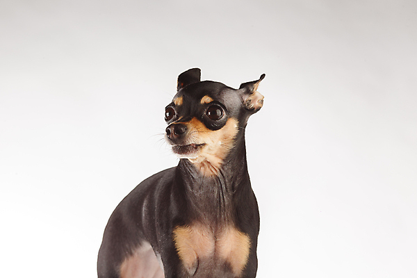 포토 JPG 해외이미지 동물 1 디자인 영어 공원 행복 얼굴 백그라운드 포유류 자연 휴가 사람없음 초록색 반려동물 갈색 귀여움 검은색 어둠 우정 달력 개 코 귀 치와와 송곳니 고립 기르기 미니 유래 총구 해외포토 문자 공공시설 감정 컬러 컨셉 신체부위 친구 치아 생태계 돌봄 파일형식 이미지허브