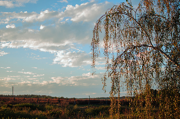 포토 JPG 해외이미지 나무 식물 계절 실루엣 지구 백그라운드 밭 농업 오렌지 자연 벽지 하늘 아침 풍경 초원 사람없음 빨간색 초록색 파란색 빛 컬러풀 햇빛 태양 뷰티 농장 노란색 환경 맑음 검은색 활발 전원 시골 오픈 황금 저녁 언덕 장면 내추럴 수평선 해외포토 주간 자연요소 산업 컬러 컨셉 과일 날씨 촬영기법 전기에너지 야간 생태계 파일형식 이미지허브