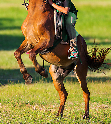 포토 JPG 해외이미지 동물 백인 라이프스타일 꽃 행복 여행 백그라운드 밭 포유류 자연 하늘 잔디 사람없음 야외 친구 농장 갈색 목장 시골 만 승마 승차 갈기 기수 안장 기르기 돌봄 라이더 해외포토 서양인 식물 감정 스포츠 컬러 농업 관계 모션 생활 생태계 파일형식 이미지허브