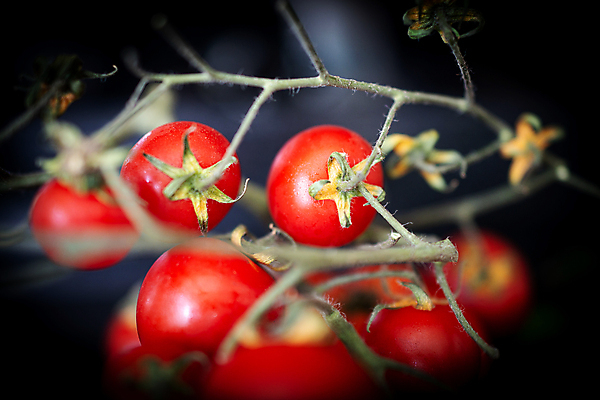 포토 JPG 해외이미지 라이프스타일 접시 음식 백그라운드 다이어트 토마토 채소 재료 부분 건강 요리 사람없음 초록색 컬러풀 식사 신선 체리 먹기 메뉴 유기농 내추럴 점심식사 채식주의자 핸드메이드 비건 맛있는 해외포토 식기 웰빙 컬러 과일 모션 생활 채식 파일형식 이미지허브