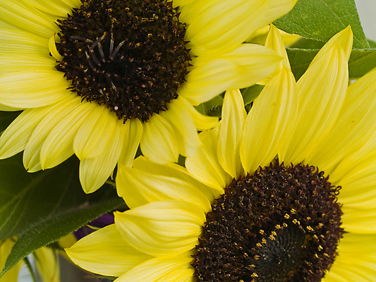 포토 JPG 해외이미지 식물 꽃잎 꽃 음식 꽃무늬 농업 재료 자연 해바라기 따뜻함 씨앗 사람없음 태양 농경지 갈색 노란색 꽃병 맑음 활발 성장 벚꽃 시골 뜨거움 원형 황금 닫기 묘사 유기농 내추럴 강렬 밭일 해외포토 자연요소 도형 웰빙 산업 컬러 컨셉 무늬 모션 날씨 농장 생태계 파일형식 이미지허브