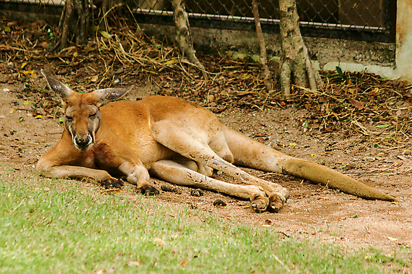 포토 JPG 해외이미지 동물 응시 시선 아시아 얼굴 야생동물 백그라운드 오렌지 포유류 자연 털 사람없음 뷰티 머리 검은색 고양이 줄무늬 분노 흰색 표현 호랑이 위험 큼 사파리 사냥 육식동물 사냥꾼 멸종 표범 공격적 시베리아 해외포토 직업 감정 나라 컬러 컨셉 무늬 과일 신체부위 반려동물 크기 생태계 파일형식 이미지허브