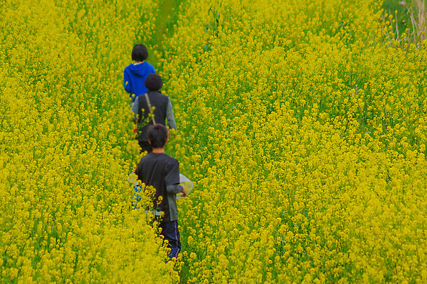 포토 JPG 해외이미지 주간 여자 남자 꽃밭 봄꽃 자연 상반신 성인 야외 뒷모습 세명 노란색 봄 유채 유채밭 성인만 해외포토 자연요소 계절 꽃 뷰포인트 컬러 밭 사람 생태계 파일형식 이미지허브
