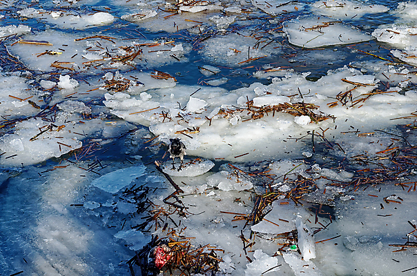 포토 JPG 해외이미지 동물 야생동물 음식 섬 겨울 날개 자연 갈매기 조류 날씨 오리 종류 사람없음 야외 물 강 평화 얼음 검은색 추위 흰색 연못 도시 그룹 군중 먹이 먹기 깃털 비둘기 싸움 서리 부리 문제 까마귀 흙더미 제비 많음 해외포토 자연요소 계절 컬러 컨셉 모션 사람 흙 생태계 파일형식 더미 이미지허브
