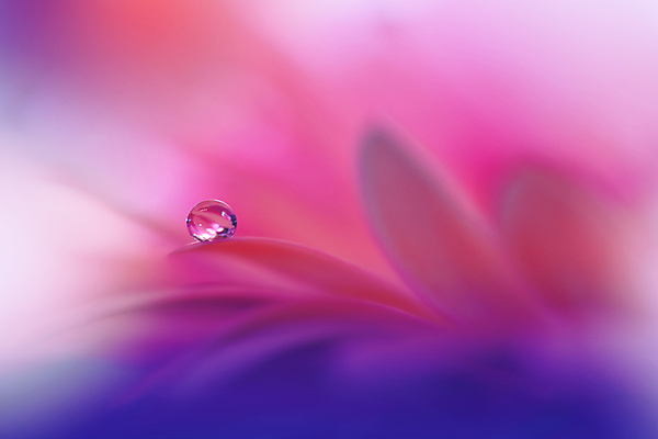 포토 JPG 해외이미지 식물 디자인 배너 꽃 백그라운드 꽃무늬 자연 벽지 추상 휴가 새로움 기념 사랑 미술 사람없음 장식 여름 파란색 컬러풀 뷰티 봄 낭만 덮개 벚꽃 물방울 축하 인사 신용카드 메뉴 데이지 캔버스 초대 파스텔톤 국경 해외포토 계절 감정 컬러 컨셉 무늬 문화예술 금융 뚜껑 예절 생태계 파일형식 이미지허브