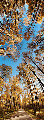 포토 JPG 해외이미지 주간 나무 공원 길 로우앵글 사람없음 야외 숲 화창 해외포토 자연요소 식물 공공시설 뷰포인트 날씨 파일형식 이미지허브