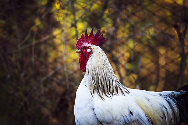 포토 JPG 해외이미지 동물 1 남자 길 백그라운드 농업 태국 자연 조류 아침 육류 서기 사람없음 야외 빨간색 컬러풀 농장 갈색 머리 검은색 치킨 가축 소리 가을 흰색 시골 죽음 머리빗 자르기 깃털 부리 수탉 내추럴 밭일 암탉 해외포토 주간 계절 산업 아시아 컬러 식재료 모션 사람 신체부위 미용용품 닭 암컷 수컷 생태계 닭고기요리 파일형식 이미지허브