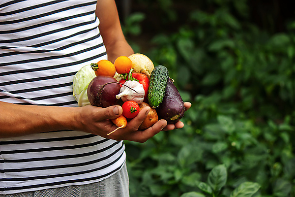 포토 JPG 해외이미지 식물 라이프스타일 손 음식 농업 다이어트 토마토 채소 과일 재료 자연 건강 사람 사람없음 야외 빨간색 초록색 농작물 농장 바구니 정원 당근 수확 성장 시골 신선 잡기 작업 시장 농부 수집 유기농 원예 날것 후추 내추럴 밭일 숙성 원예사 채식주의자 카피스페이스 해외포토 직업 웰빙 산업 컬러 모션 뿌리채소 취미 생활 신체부위 공백 향신료 생태계 채식 파일형식 이미지허브