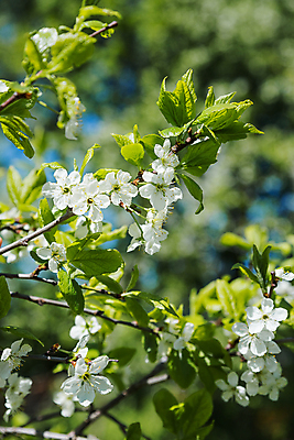 포토 JPG 해외이미지 주간 꽃 봄꽃 자연 사람없음 야외 아웃포커스 봄 해외포토 자연요소 식물 계절 촬영기법 생태계 파일형식 이미지허브