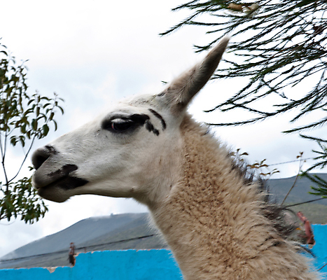 포토 JPG 해외이미지 동물 야생동물 포유류 생물 털 사람없음 해외포토 파일형식 이미지허브