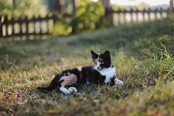 포토 JPG 해외이미지 주간 한마리 응시 사람없음 야외 아웃포커스 울타리 눕기 귀여움 고양이 길고양이 해외포토 자연요소 1 시선 컨셉 포유류 모션 촬영기법 담장 반려동물 파일형식 이미지허브